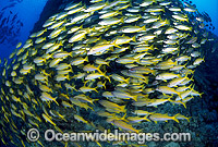 Yellow-striped Goatfish Mulloidichthys vanicolensis Photo - Gary Bell