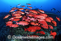 Schooling Pinjalo Snapper Pinjalo lewisi Photo - Gary Bell