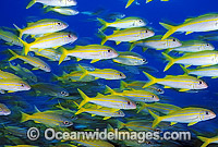 Yellow-striped Goatfish Photo - Gary Bell