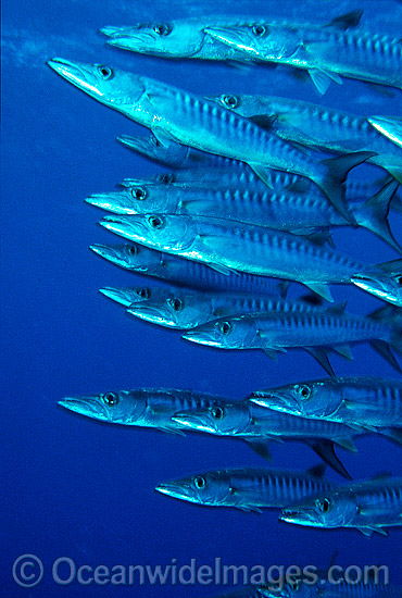 Schooling Chevron Barracuda Sphyraena qenie photo Schooling Chevron Barracuda Sphyraena qenie photo