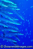 Schooling Chevron Barracuda Photo - Gary Bell