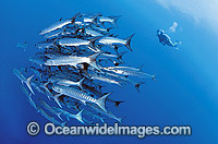 Scuba Diver schooling Chevron Barracuda Photo - Gary Bell