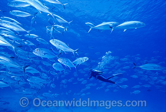 Scuba Diver with Big-eye Trevally photo Scuba Diver with Big-eye Trevally photo