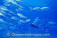 Scuba Diver with Big-eye Trevally Photo - Gary Bell