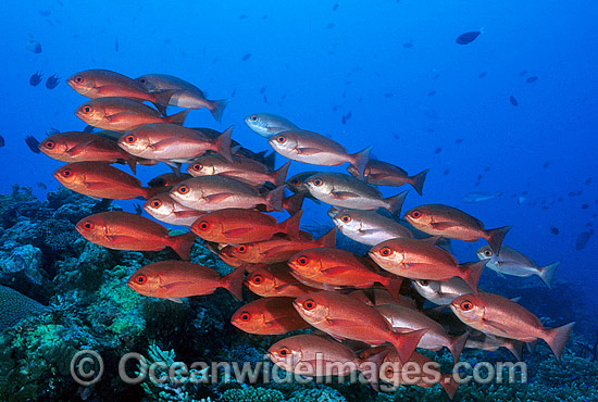 Schooling Pinjalo Snapper Pinjalo lewisi photo Schooling Pinjalo Snapper Pinjalo lewisi photo