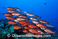 Schooling Pinjalo Snapper Pinjalo lewisi Photo - Gary Bell