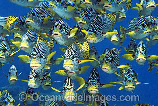 Schooling Diagonal-banded Sweetlips photo Schooling Diagonal-banded Sweetlips photo