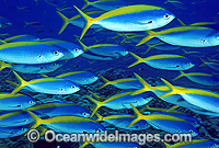 Blue Gold Fusilier Caesio teres = Photo - Gary Bell
