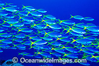 Schooling Yellow-backed Fusilier Caesio xanthonota Photo - Gary Bell