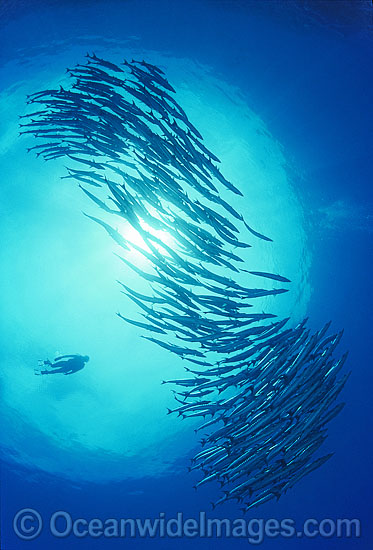Scuba Diver with schooling Chevron Barracuda photo Scuba Diver with schooling Chevron Barracuda photo
