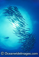 Scuba Diver with schooling Chevron Barracuda Photo - Gary Bell