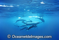 Long-Snouted Spinner Dolphin Photo - Gary Bell