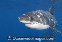 Great White Shark Carcharodon carcharias Photo - Chris & Monique Fallows