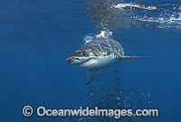 Great White Shark Carcharodon carcharias Photo - Chris & Monique Fallows