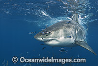Great White Shark with Pilot Fish Photo - Chris & Monique Fallows