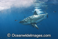 Great White Shark with Pilot Fish Photo - Chris & Monique Fallows
