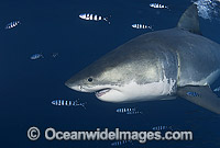Great White Shark with Pilot Fish Photo - Chris & Monique Fallows