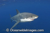 Great White Shark Carcharodon carcharias Photo - Chris & Monique Fallows