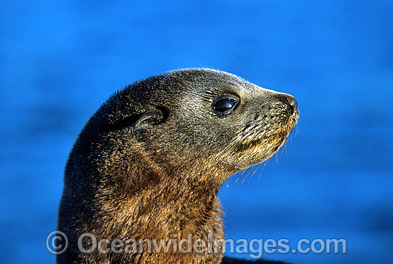 New Zealand Fur Seal pup photo