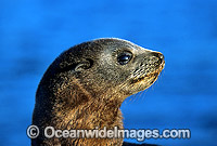 New Zealand Fur Seal pup Photo - Gary Bell