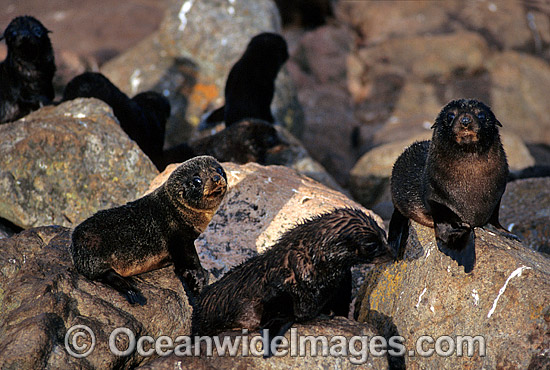 New Zealand Fur Seals pups photo