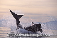 Great White Shark breaching on Seal Photo - Chris & Monique Fallows
