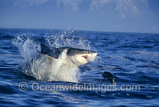 Great White Shark breaching on Seal photo Great White Shark breaching on Seal photo