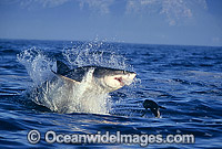 Great White Shark breaching on Seal Photo - Chris & Monique Fallows