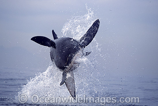 Great White Shark breaching Cape Fur Seal photo