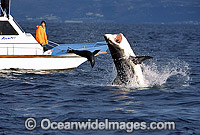 Great White Shark breaching on Seal Photo - Chris & Monique Fallows