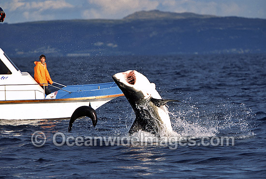 Great White Shark breaching on Seal photo Great White Shark breaching on Seal photo