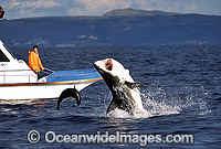 Great White Shark breaching on Seal Photo - Chris & Monique Fallows