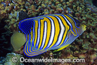 Regal Angelfish Pygoplites diacanthus Photo - Gary Bell