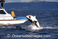 Great White Shark breaching on Seal Photo - Chris & Monique Fallows