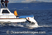 Great White Shark breaching on Seal Photo - Chris & Monique Fallows