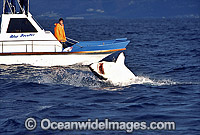 Great White Shark breaching Cape Fur Seal Photo - Chris & Monique Fallows
