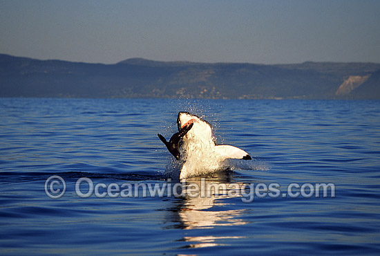 Great White Shark breaching on Seal photo Great White Shark breaching on Seal photo