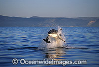 Great White Shark breaching Cape Fur Seal Photo - Chris & Monique Fallows
