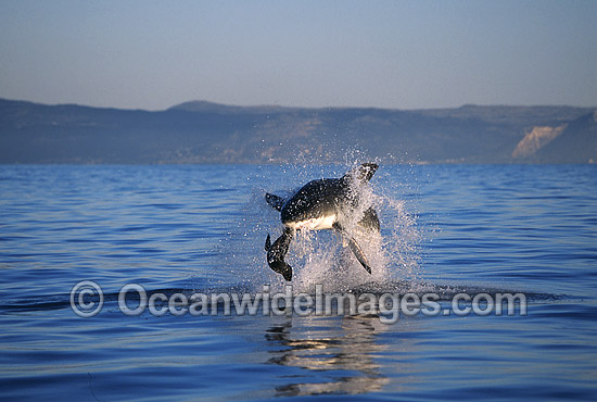 Great White Shark breaching on Seal photo Great White Shark breaching on Seal photo