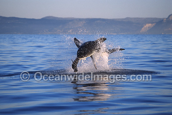 Great White Shark breaching Cape Fur Seal photo Great White Shark breaching Cape Fur Seal photo