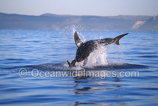 Great White Shark breaching on Seal photo Great White Shark breaching on Seal photo