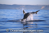 Great White Shark breaching on Seal Photo - Chris & Monique Fallows