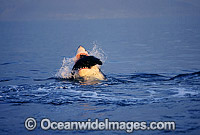 Great White Shark attacking Seal Photo - Chris & Monique Fallows