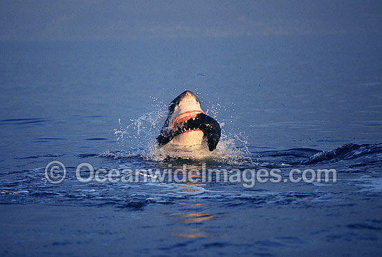 Great White Shark attacking Cape Fur Seal photo Great White Shark attacking Cape Fur Seal photo