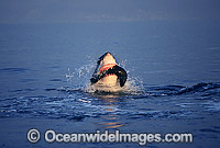 Great White Shark attacking Cape Fur Seal Photo - Chris & Monique Fallows