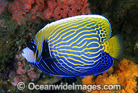Emperor Angelfish Pomacanthus imperator Photo - Gary Bell