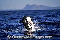Great White Shark breaching on Seal Photo - Chris & Monique Fallows
