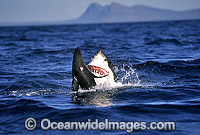 Great White Shark breaching on Seal Photo - Chris & Monique Fallows