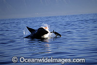Great White Shark breaching Cape Fur Seal Photo - Chris & Monique Fallows