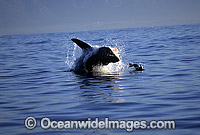 Great White Shark breaching on Seal Photo - Chris & Monique Fallows